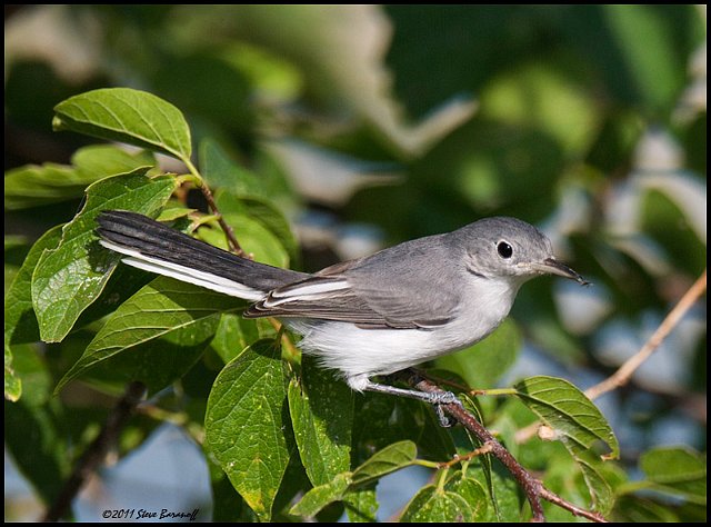 _1SB7149 blue-gray gnatcatcher.jpg